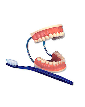 Riesen-Zahnpflegemodell, 3-fache Gre, 3B Scientific, medishop.de