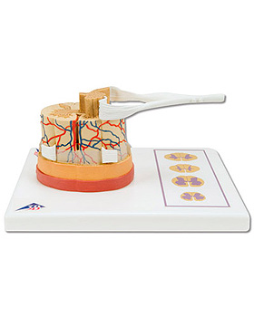 Rckenmark mit Nervenenden, 3B Scientific, medishop.de