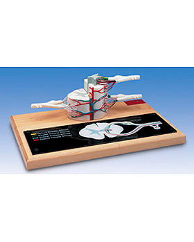 Rckenmarkmodell, 6-fache Gre, 3B Scientific, medishop.de