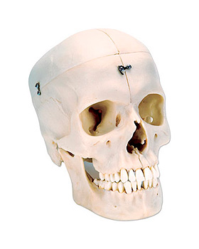 3B BONElike Systemschdel, kncherner Schdel, 6-teilig, 3B Scientific, medishop.de