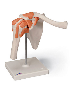 Schultergelenk-Funktionsmodell, 3B Scientific, medishop.de