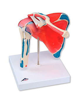 Schultergelenk mit Rotatorenmanschette, 5-teilig, 3B Scientific, medishop.de