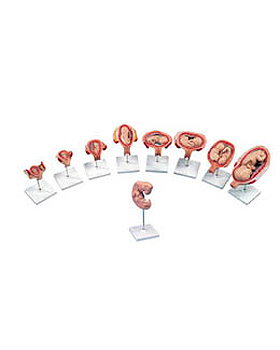 Luxus 3B Scientific Schwangerschaftsserie, 3B Scientific, medishop.de