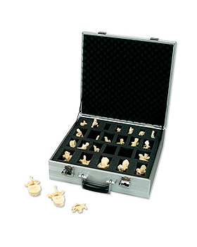 Set mit 24 3B BONElike Wirbeln, 3B Scientific, medishop.de