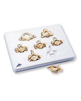 Set mit 7 3B BONElike Halswirbeln, 3B Scientific, medishop.de