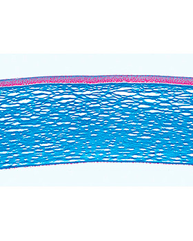 Sinnesorgane, 10 Stck, 3B Scientific, medishop.de