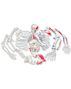 Unmontiertes Skelett mit Muskeldarstellung, 3B Scientific, medishop.de