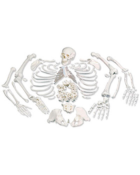 Unmontiertes komplettes Skelett, Hand & Fu auf Draht & Nylon, 3B Scientific, medishop.de