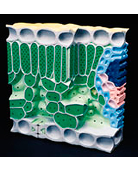 Blattstruktur, Blockmodell, 3B Scientific, medishop.de