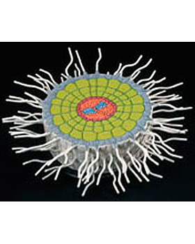 Wurzelabsorptionszone, Reliefmodell, 3B Scientific, medishop.de