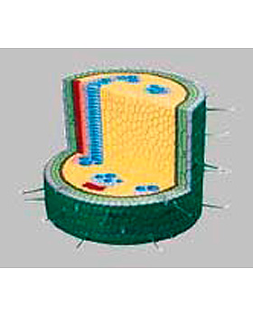 Zweikeimblttriger Pflanzenstengel, 3B Scientific, medishop.de