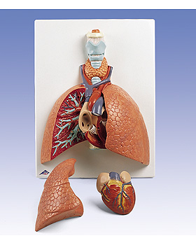 Lebensgroes Lungenmodell, 5-teilig, 3B Scientific, medishop.de