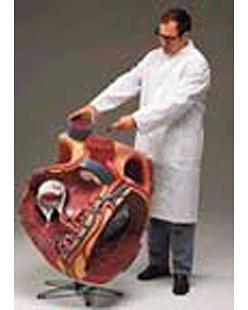 Mega-Herz, 8-fache Größe, 3B Scientific, medishop.de