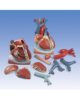 Herz auf Zwerchfell, 3-fache Gre, 10-teilig, 3B Scientific, medishop.de