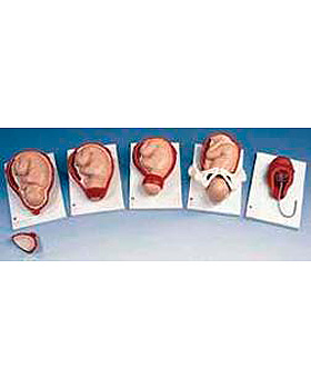 Geburtsvorgang in 5 Stadien, 3B Scientific, medishop.de