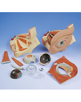 Riesen-Auge in Augenhhle, 11-teilig, 5-fache Gre, 3B Scientific, medishop.de