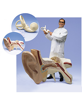 Das grte Ohr der Welt, 15-fache Gre, 3-teilig, 3B Scientific, medishop.de