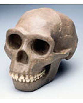 Anthropologischer Schdel - Sinanthropus, 3B Scientific, medishop.de