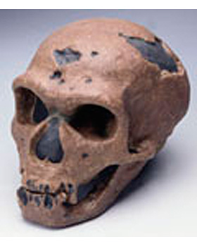 Anthropologischer Schdel - La Chapelle aux Saints, 3B Scientific, medishop.de