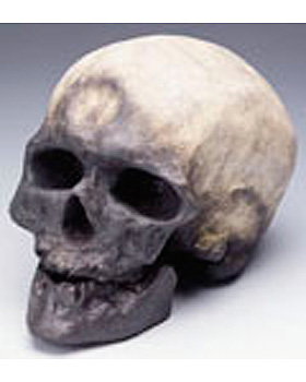 Anthropologischer Schädel - Cro Magnon, 3B Scientific, medishop.de