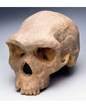 Anthropologischer Schdel - Broken Hill, 3B Scientific, medishop.de