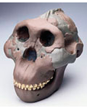 Anthropologischer Schdel - Oldoway H5, 3B Scientific, medishop.de