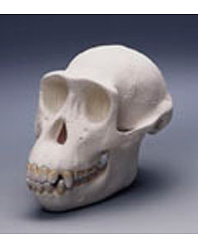 Schdel eines Schimpansen, 3B Scientific, medishop.de