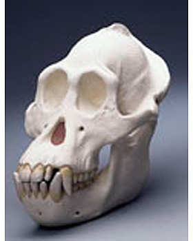 Schdel eines Orang-Utans, 3B Scientific, medishop.de