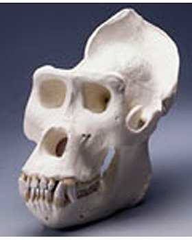 Schdel eines Gorillas, 3B Scientific, medishop.de
