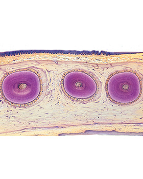 Verdauungssystem, 11 Stck, 3B Scientific, medishop.de
