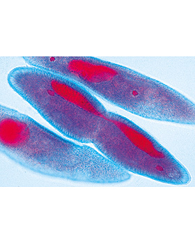 Einzeller (Protozoa), 10 Stück, 3B Scientific, medishop.de