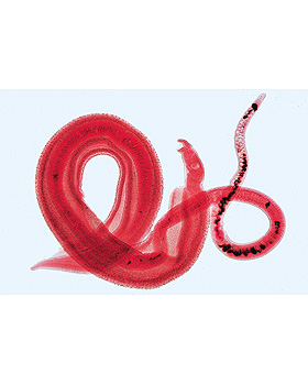 Wrmer (Helminthes), 20 Stck, 3B Scientific, medishop.de