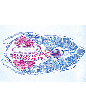 Schdellose Tiere (Cephalochordata), 10 Stck, 3B Scientific, medishop.de