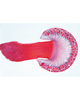 Pilze und Flechten (Fungi, Lichenes), 20 Stück, 3B Scientific, medishop.de