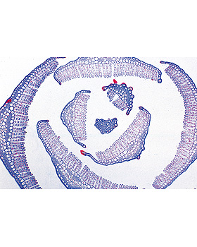 Mosspflanzen (Bryophyta), 15 Stck, 3B Scientific, medishop.de