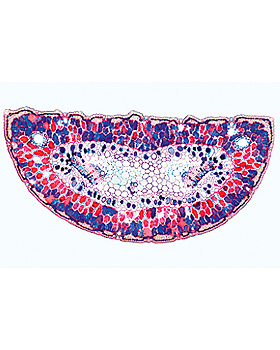 Bltenpflanzen I. Nacktsamer (Gymnospermae), 15 Stck, 3B Scientific, medishop.de