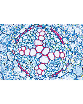 Bltenpflanzen III. Die Wurzel, 15 Stck, 3B Scientific, medishop.de