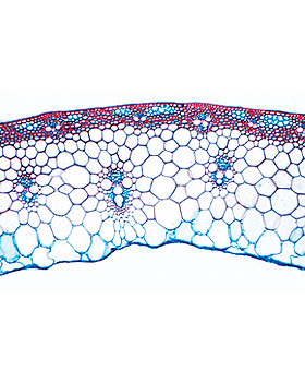 Bltenpflanzen IV. Stamm, 20 Stck, 3B Scientific, medishop.de