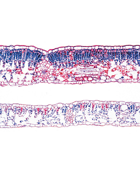 Bltenpflanzen V. Das Blatt, 15 Stck, 3B Scientific, medishop.de