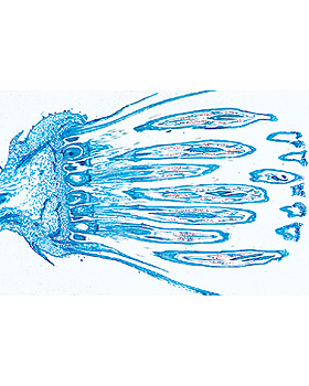 Bltenpflanzen VI. Die Blte, 15 Stck, 3B Scientific, medishop.de