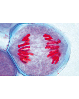 Serie zur Vererbungslehre, 25 Stck, 3B Scientific, medishop.de