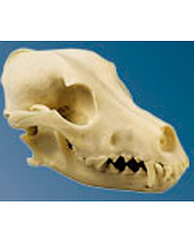 Hundeschdel, Naturabgu, 3B Scientific, medishop.de