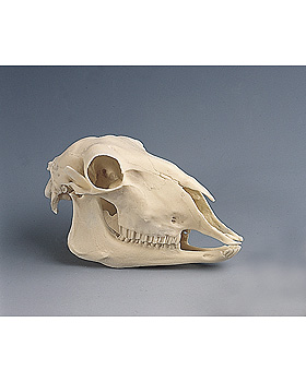 Schafschdel, Naturabgu, 3B Scientific, medishop.de