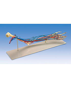 Gef-Arm, Lebensgre, 3B Scientific, medishop.de