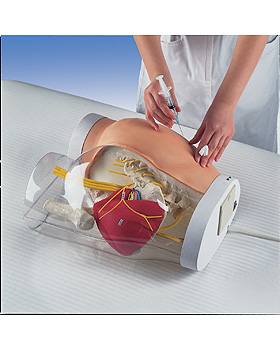 I.m.-Injektions-Simulator mit Kontrollfunktion, 3B Scientific, medishop.de