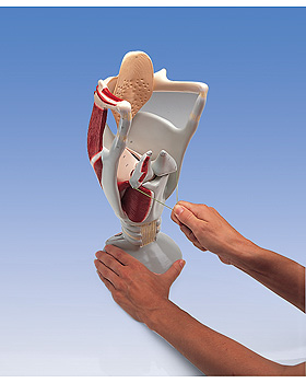 Jumbo-Kehlkopf, 4-fache Gre, 3B Scientific, medishop.de