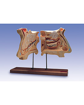 Nase und Riechorgan, 3B Scientific, medishop.de