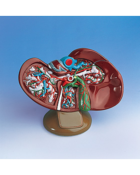 Leber mit Gallenblase, 1,5 fache Gre, 3B Scientific, medishop.de