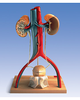 Harnapparat, mnnlich, 3B Scientific, medishop.de