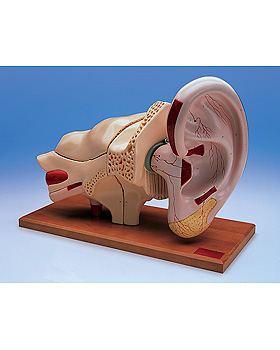 Riesen-Ohr, 5-fache Gre, 8-teilig, 3B Scientific, medishop.de